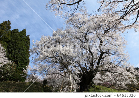 佛教寺廟千年櫻桃樹 64613326