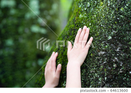 Child's hand touching a damp tree Child's hand touching a damp tree 64613600