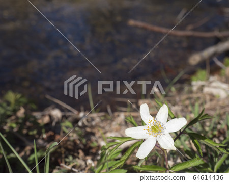 close up beautiful white wood anemone flower, Anemone nemorosa, selective focus on defocused shore of forest brook. Spring floral background 64614436