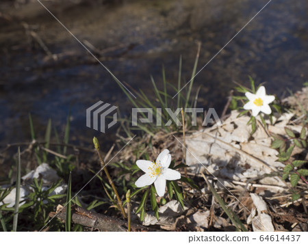 close up beautiful white wood anemone flower, Anemone nemorosa, selective focus on defocused shore of forest brook. Spring floral background 64614437