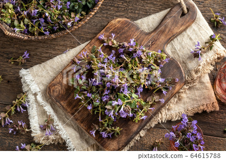 Fresh blooming ground-ivy plant on a cutting board Fresh blooming ground-ivy plant on a cutting board 64615788