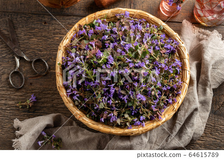 Fresh ground-ivy in a basket on a table, top view Fresh ground-ivy in a basket on a table, top view 64615789