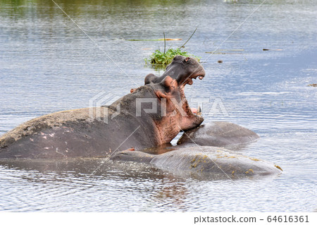 Yawning hippo (Ngorongoro Conservation Area, Tanzania) Yawning hippo (Ngorongoro Conservation Area, Tanzania) 64616361