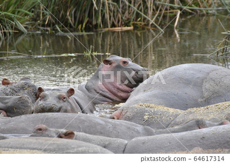 Hippopotamus children (Ngorongoro Conservation Area, Tanzania) 64617314