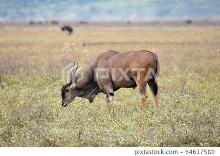 大羚羊（坦桑尼亞恩戈羅恩戈羅保護區） 64617580