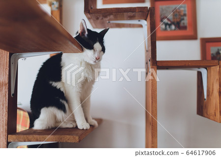 Very funny cat laughing of the close up. Very funny cat laughing of the close up. 64617906