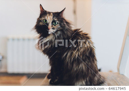 Very funny cat laughing of the close up. 64617945