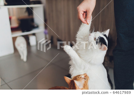 Very funny cat laughing of the close up. Very funny cat laughing of the close up. 64617989