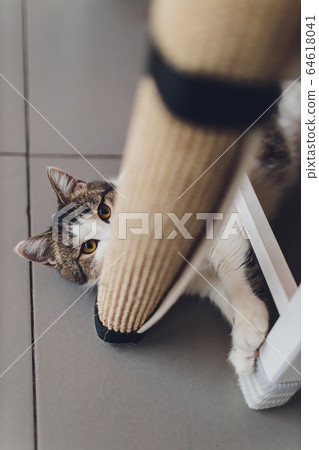 Very funny cat laughing of the close up. 64618041