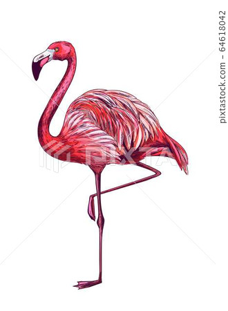 Standing flamingo on white bg, full color sketch Standing flamingo on white bg, full color sketch 64618042