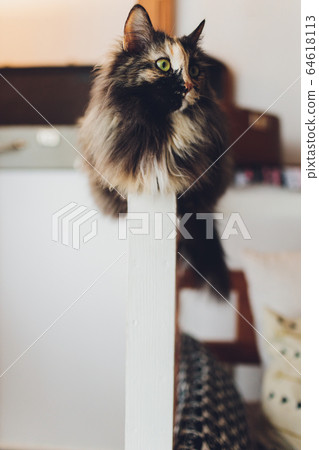 Very funny cat laughing of the close up. 64618113