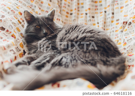 Very funny cat laughing of the close up. 64618116