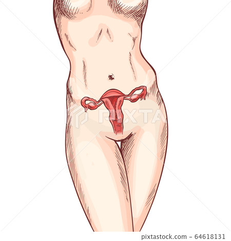 Female body with reproduction system, hand drawn 64618131