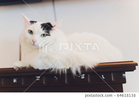 Very funny cat laughing of the close up. 64618138