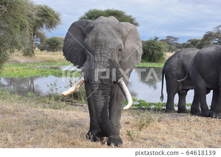 African elephant (Tarangire National Park, Tanzania) African elephant (Tarangire National Park, Tanzania) 64618139