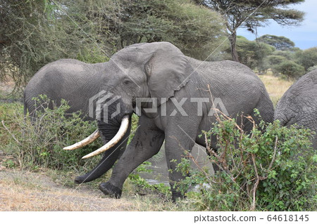 African elephant (Tarangire National Park, Tanzania) 64618145