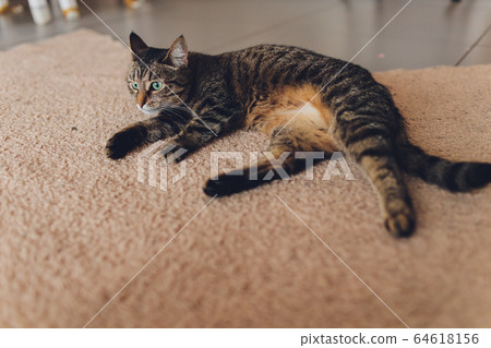 Very funny cat laughing of the close up. 64618156