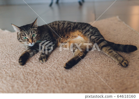 Very funny cat laughing of the close up. 64618160