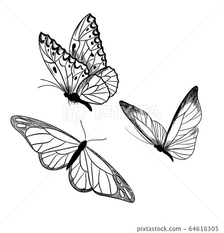 Set of three butterflies, ink sketch, hand drawn Set of three butterflies, ink sketch, hand drawn 64618305