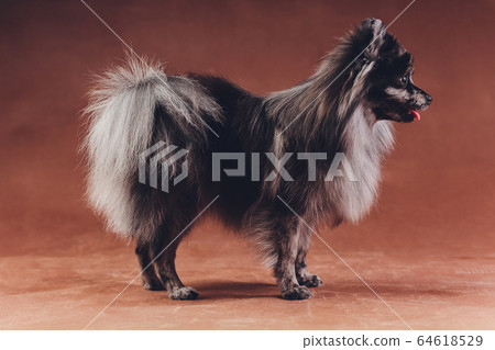Portrait of a young wolf spitz shot in studio on a dark grey background. Portrait of a young wolf spitz shot in studio on a dark grey background. 64618529