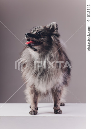 Portrait of a young wolf spitz shot in studio on a dark grey background. Portrait of a young wolf spitz shot in studio on a dark grey background. 64618541