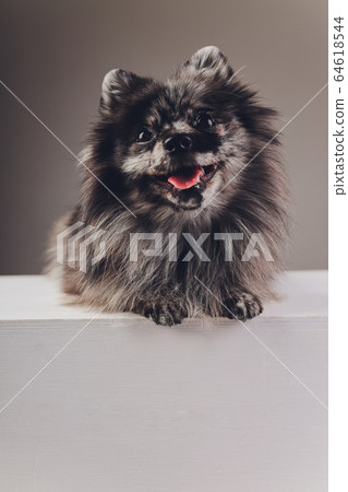 Portrait of a young wolf spitz shot in studio on a dark grey background. Portrait of a young wolf spitz shot in studio on a dark grey background. 64618544