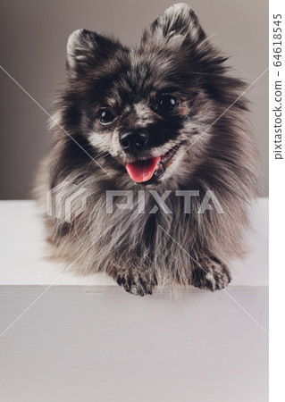 Portrait of a young wolf spitz shot in studio on a dark grey background. 64618545