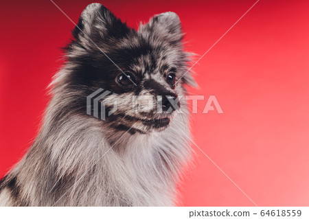 Portrait of a young wolf spitz shot in studio on a red background. 64618559