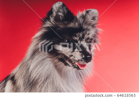 Portrait of a young wolf spitz shot in studio on a red background. Portrait of a young wolf spitz shot in studio on a red background. 64618563