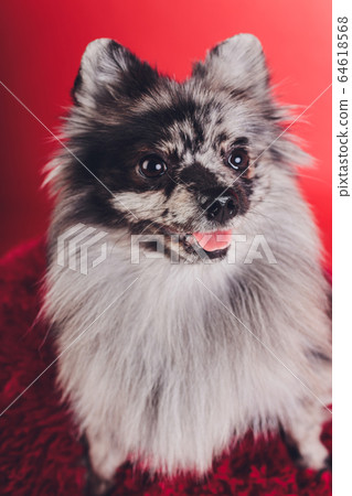 Portrait Of A Young Wolf Spitz Shot In Studio Stock Photo