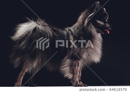 Studio shot of an adorable wolf spitz sitting on black background. Studio shot of an adorable wolf spitz sitting on black background. 64618570