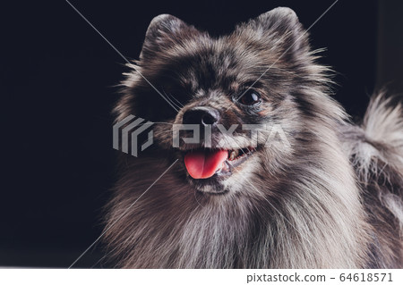 Studio shot of an adorable wolf spitz sitting on black background. Studio shot of an adorable wolf spitz sitting on black background. 64618571