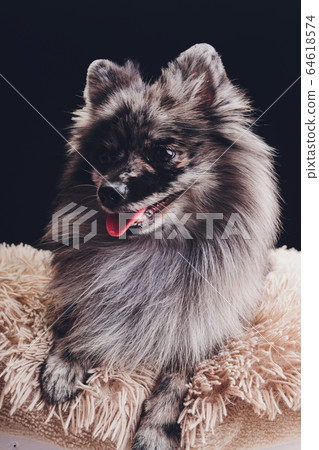 Studio shot of an adorable wolf spitz sitting on black background. Studio shot of an adorable wolf spitz sitting on black background. 64618574