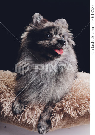 Studio shot of an adorable wolf spitz sitting on black background. Studio shot of an adorable wolf spitz sitting on black background. 64618582