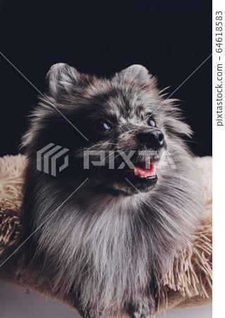 Studio shot of an adorable wolf spitz sitting on black background. Studio shot of an adorable wolf spitz sitting on black background. 64618583