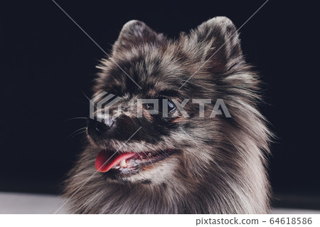 Studio shot of an adorable wolf spitz sitting on black background. Studio shot of an adorable wolf spitz sitting on black background. 64618586