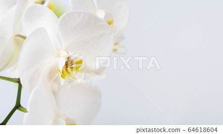 Beautiful and fragrant white orchidaceae close up. Orchid family flowering plant. Wide natural background with copy space 64618604
