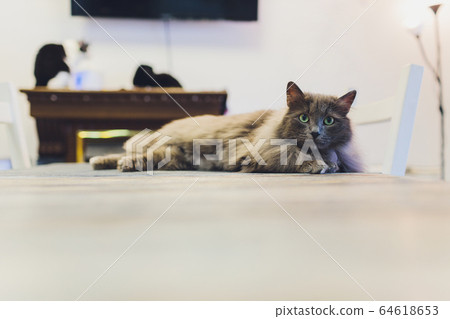Very funny cat laughing of the close up. Very funny cat laughing of the close up. 64618653