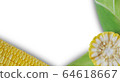 Fresh corn on white background 64618667