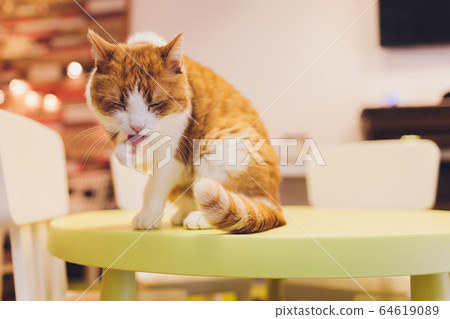 Fragment of a muzzle of the cat licking a paw. Close up, small depth of sharpness. 64619089