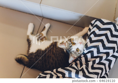 Very funny cat laughing of the close up. 64619110