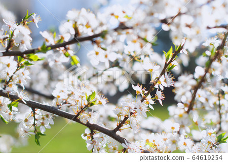 cherry blossoms 64619254