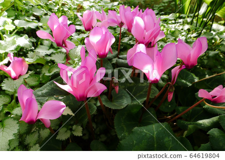 自然景觀植物寫真野生仙客來氣味 64619804