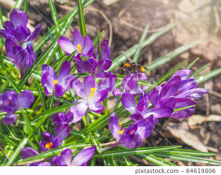 Purple primroses with green leaves on bare ground. 64619806
