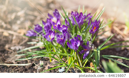 Purple primroses with green leaves on bare ground. Purple primroses with green leaves on bare ground. 64619807