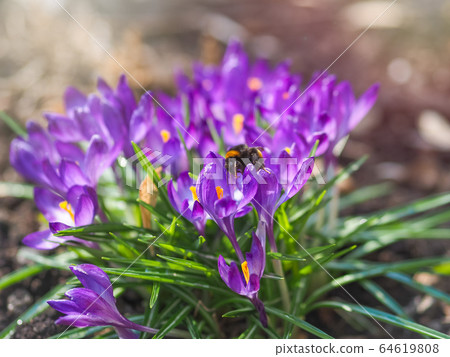 Purple primroses with green leaves on bare ground. Purple primroses with green leaves on bare ground. 64619808