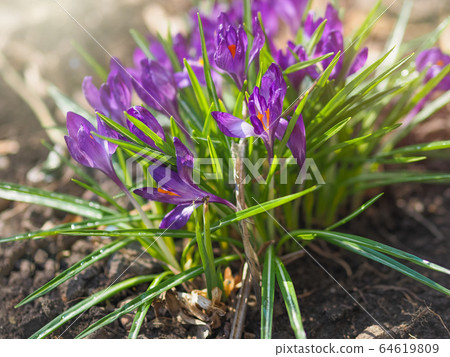 Purple primroses with green leaves on bare ground. Purple primroses with green leaves on bare ground. 64619809