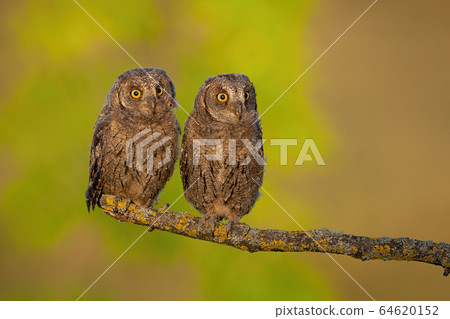 Surprised eurasian scops owl young chicks perched in spring nature at sunrise 64620152