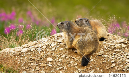 Two alpine marmots, marmota marmota, resting in nature Two alpine marmots, marmota marmota, resting in nature 64620153
