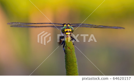 Front view of golden ringed dragonfly looking with big eyes in summer 64620157